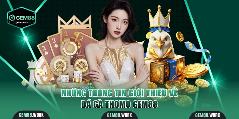 Đá Gà Thomo - Trải Nghiệm Đấu Trường Lớn Nhất Tại Campuchia Những thông tin giới thiệu về đá gà Thomo Gem88